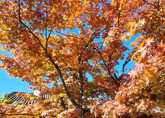 度假居 Rose - Einfamilienhaus 因特拉肯